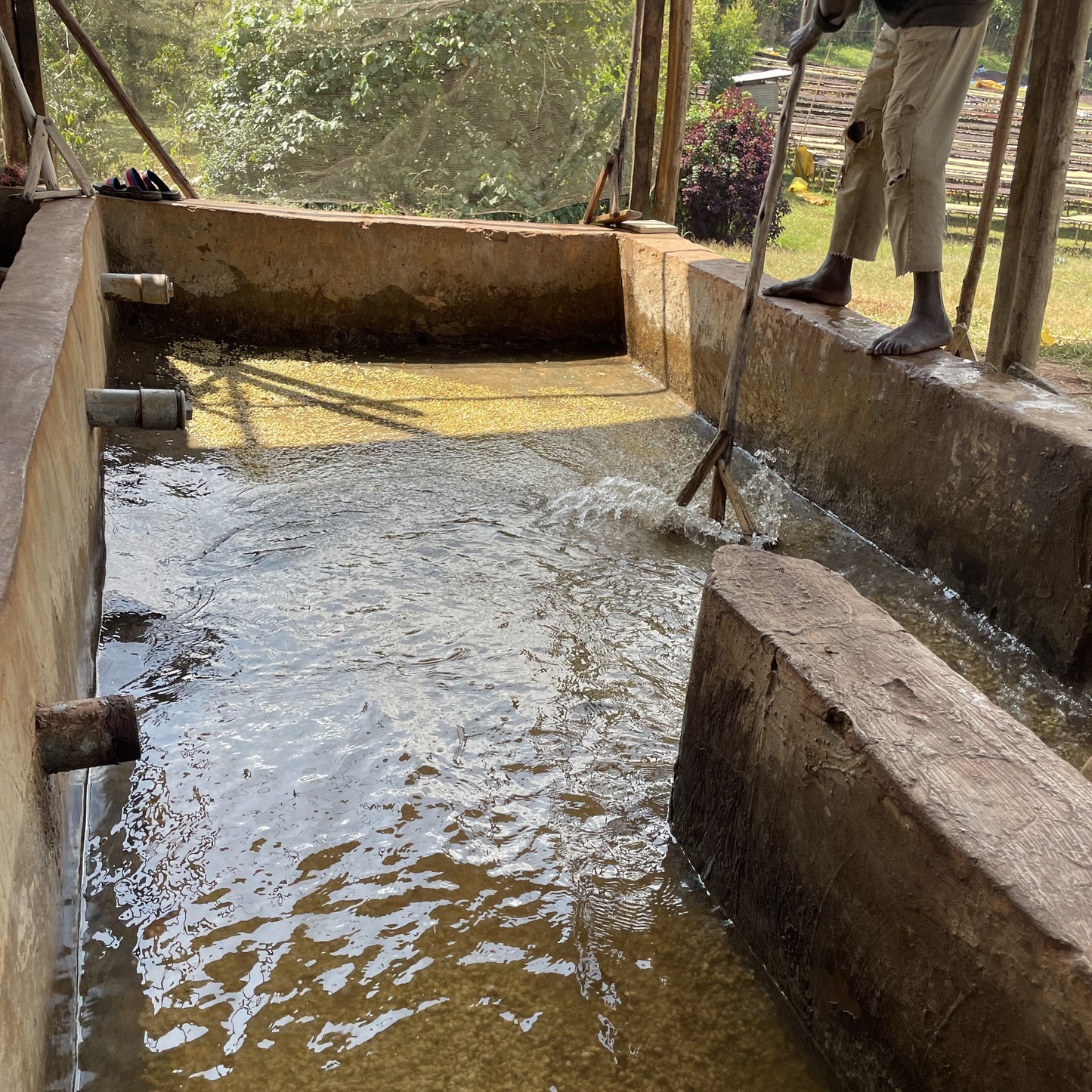 Ethiopia Chire Washed 100g