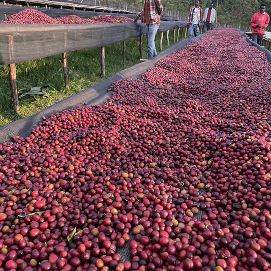 Ethiopia Bombe Natural 100g