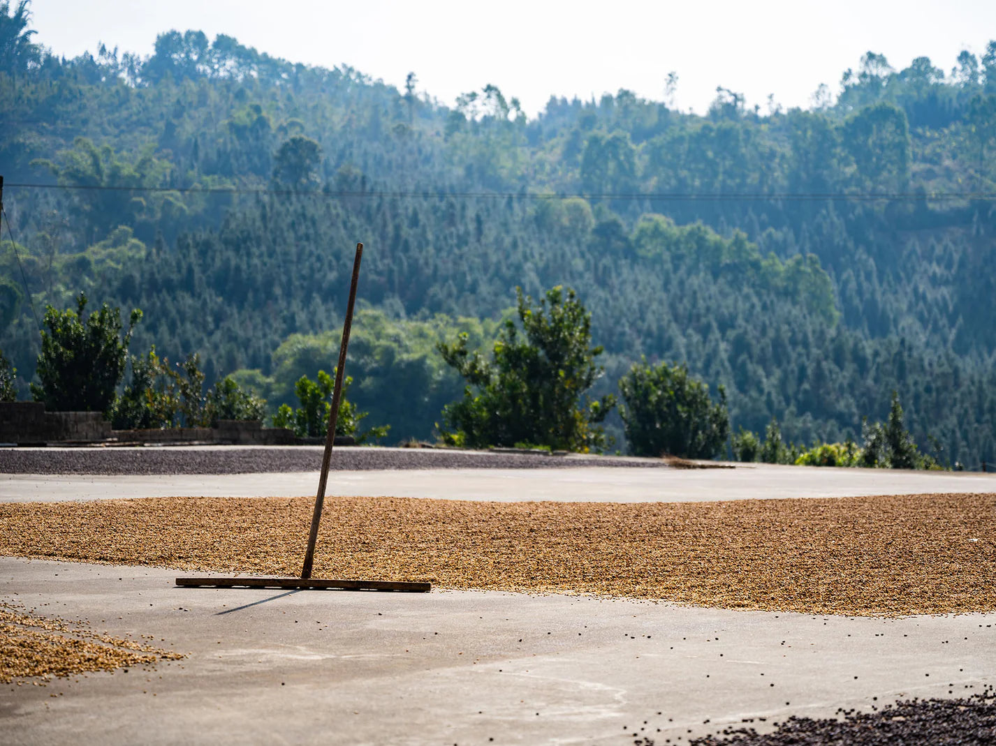Yunnan YeastFermentation Honey 100g
