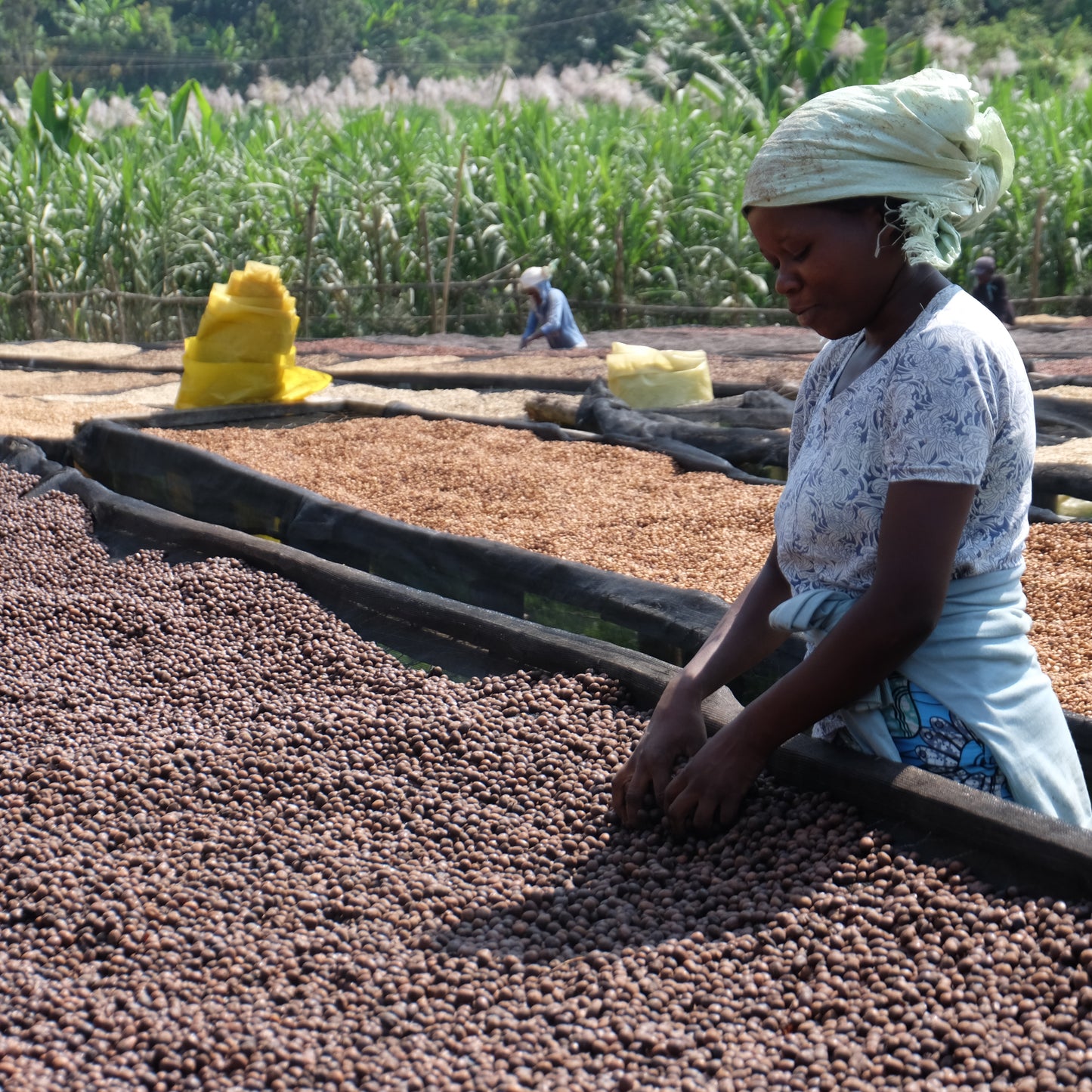 Rwanda Rugali 100g