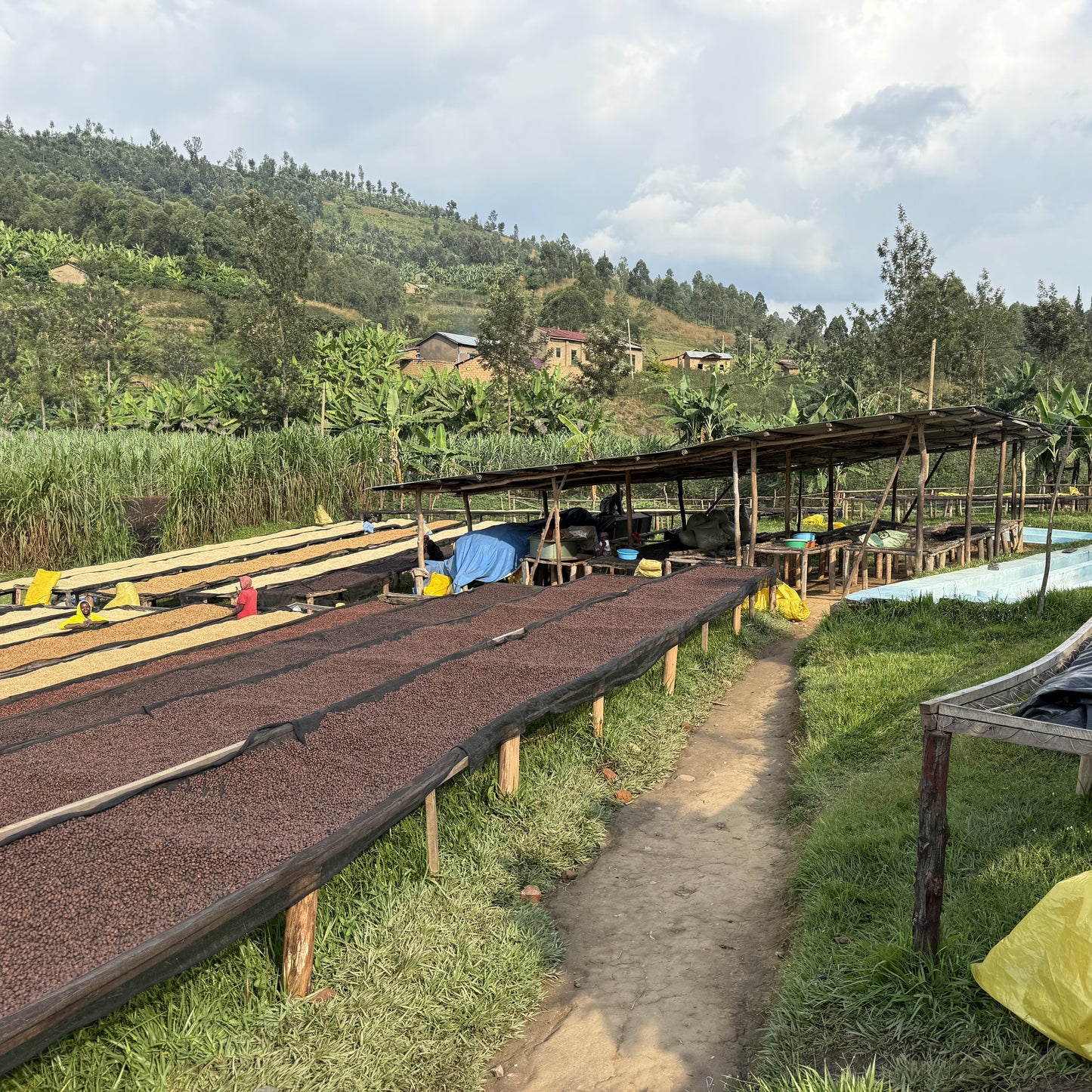Rwanda Rugali 100g