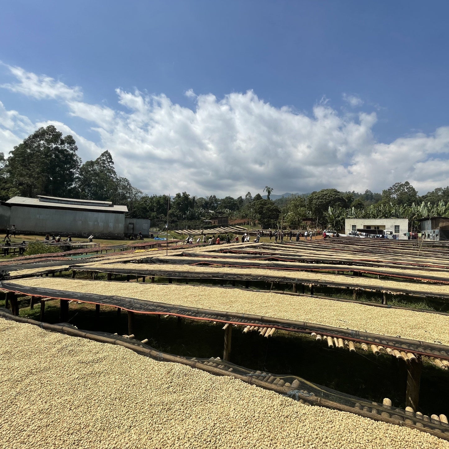 Ethiopia Chire Washed 100g