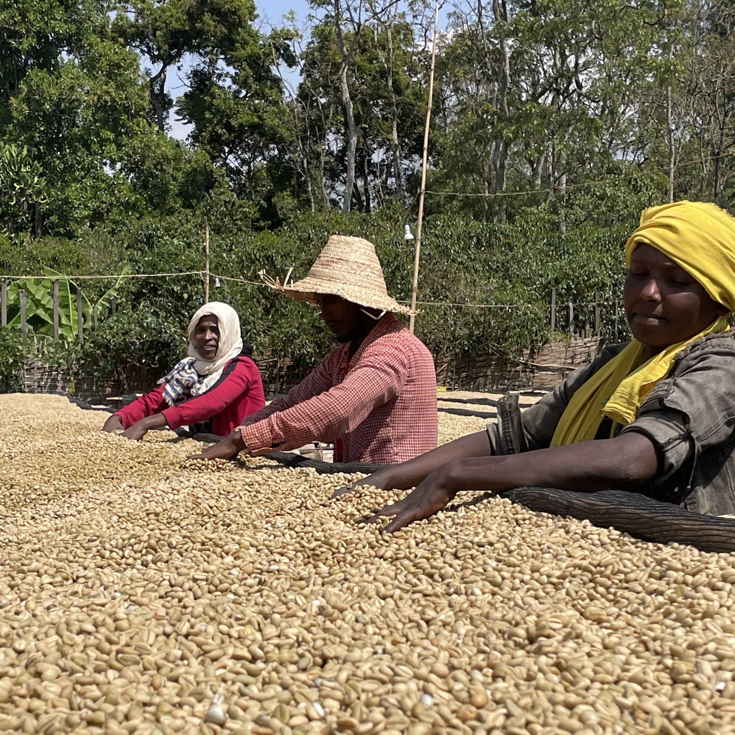 Ethiopia Chire Washed 100g