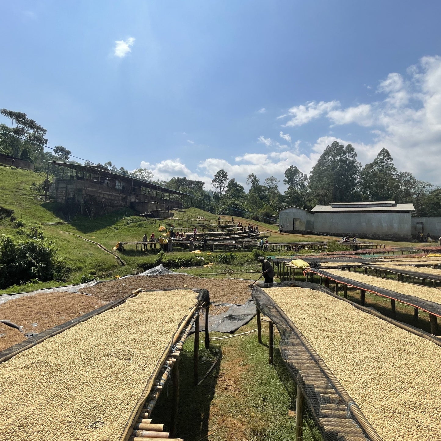 Ethiopia Chire Washed 100g