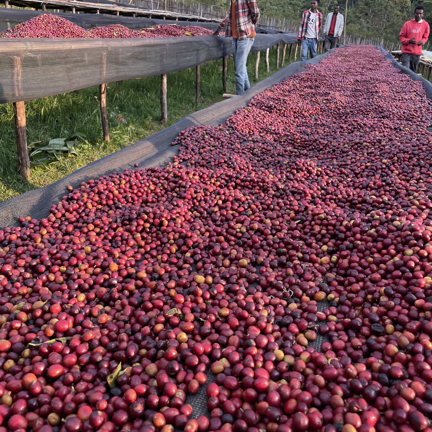 Ethiopia Bombe Natural  100g