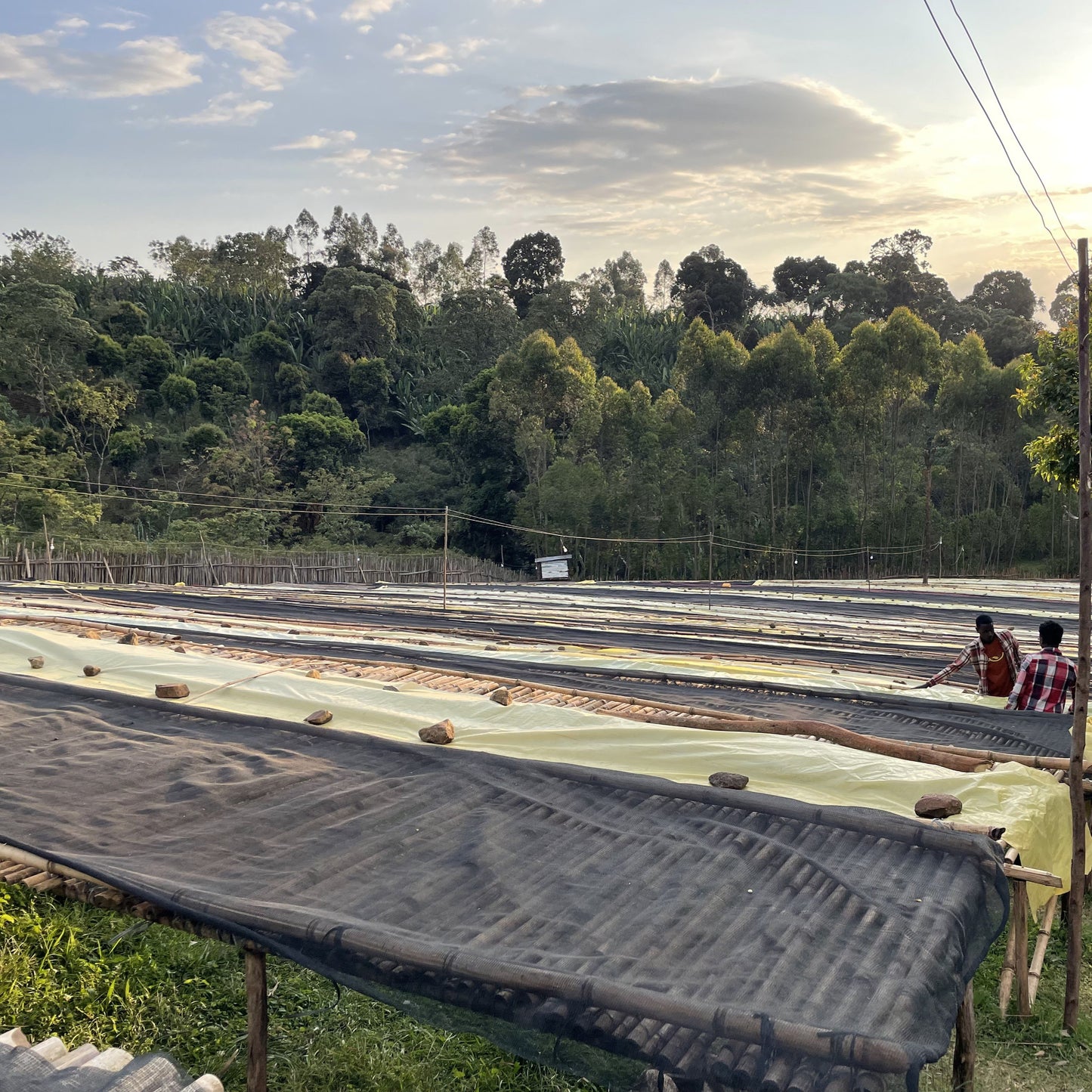 Ethiopia Bombe Natural  100g