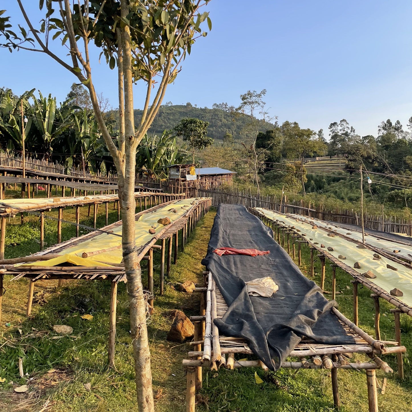 Ethiopia Bombe Natural  100g